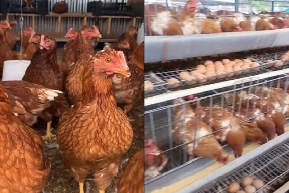 Layer poultry farming in Nigeria – profitable egg production in battery cages