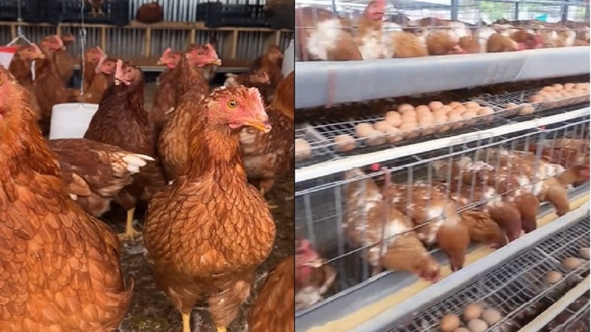 How to Start a Profitable Layer Poultry Farm in Nigeria (2025 Guide ...